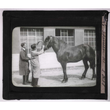 Comment doit-on acheter un cheval ? Examen de l'oeil.