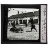 Yougoslavie. Belgrade. Paysan serbe se rendant au marché.