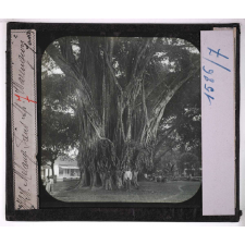 Java (2e série). Melang : ficus sp. Waringion.