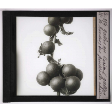 Déformations des plantes dues à la vieillesse ou produites par les commensaux, les parasites et l'homme. Galles en cerise (galles rondes) des feuilles de chêne.