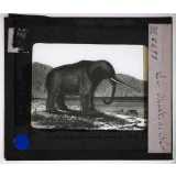 Ère Tertiaire. Le Mastodonte.