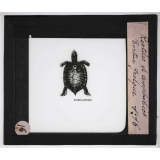 Reptiles et amphibiens. Tortue grecque.
