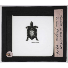 Reptiles et amphibiens. Tortue grecque.