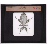 Les Insectes et les arachnides. Phyllie.