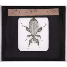 Les Insectes et les arachnides. Phyllie.