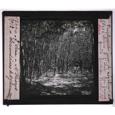 La Forêt. Notions élémentaires de sylviculture. Peuplement pur et régulier de chênes à l'état de jeunes gaulis. Forêt de Bercé.