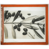 Algérie, pays indigènes. Olive Chemlal (Kabylie).