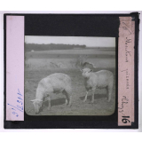 Les Régions de craie du nord de la France (Amiénois) (géographie physique et humaine). Moutons picards (Thézy).