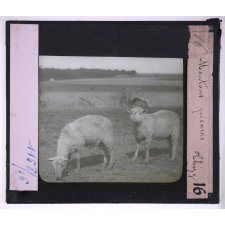 Les Régions de craie du nord de la France (Amiénois) (géographie physique et humaine). Moutons picards (Thézy).