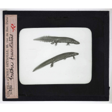 Les Adaptations à la natation chez les animaux. Triton prunctatus.