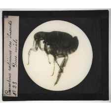 Caractères extérieurs des insectes. Puce mâle.