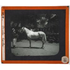 Algérie, agriculture. Arabe barbe.