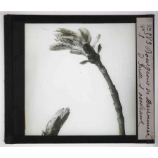 Les Bourgeons. Bourgeons de Marronnier d'Inde s'ouvrant.