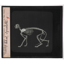 Locomotion terrestre chez les animaux. Chat, squelette.