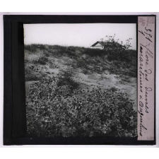 Les Moyens de défense des plantes contre les herbivores. Flore des dunes maritimes à Angoulins (Charente-Inférieure).