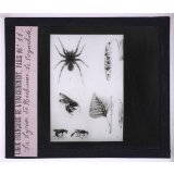 La Vie des insectes. La lycose de Narbonne - Le Rynchite.