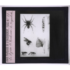 La Vie des insectes. La lycose de Narbonne - Le Rynchite.