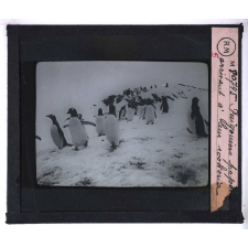 La Vie et les moeurs du pingouin Adélie. Pingouins arrivant à leur rookerie.