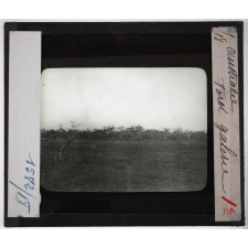 Australie. Série I. Géographie physique et indigènes. Forêt galerie.