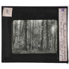 Forêts de France. Feuillus et résineux. Peuplement pur et régulier de sapins à l'état de jeune futaie.