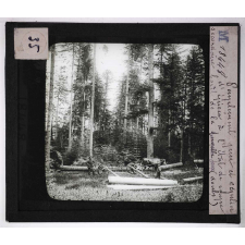 Forêts de France. Feuillus et résineux. Peuplement pur et régulier d'épicéa à l'état de coupe secondaire. Forêt de Joux (Jura).