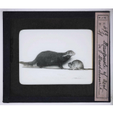 La Peste. Mangouste et rat de Mandchourie.