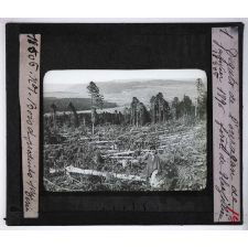 Le Bois et les produits de la forêt, industries forestières. Dégâts de l'ouragan de janvier 1896 forêt de Thézilleu.
