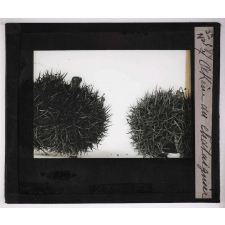 L'Ovaire et le fruit. Akène du châtaignier.