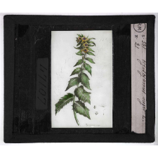 Les Plantes vénéneuses. Hyoscyamus niger.