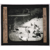 Jardins zoologiques. Les cigognes.