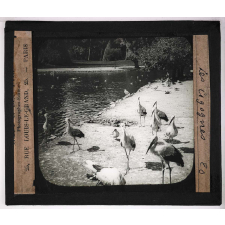 Jardins zoologiques. Les cigognes.