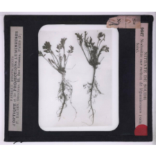 Le Nitrate de soude et la nutrition azotée des plantes. Nodosités sur racines de légumineuses (sainfoin).