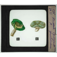 Notions élémentaires sur les champignons comestibles et vénéneux. Russule verdoyante. Russule fourchue.