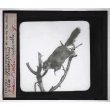 Les Adaptations au vol chez les animaux. Sciuropterus volucella. Ecureuil volant.