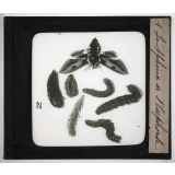 Métamorphoses des insectes. Le Sphinx de l'Euphorbe.