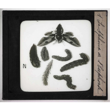 Métamorphoses des insectes. Le Sphinx de l'Euphorbe.