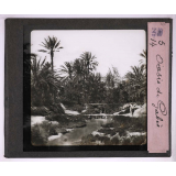 Végétation. Oasis de Gabés.