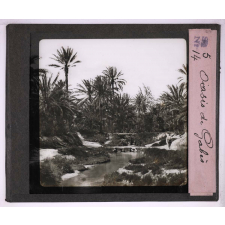 Végétation. Oasis de Gabés.