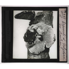 Les Physionomies végétales. Polypore du Bouleau.