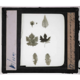 Les Plantes disparues. Plantes miocènes et pliocènes caractéristiques. 