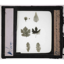 Les Plantes disparues. Plantes miocènes et pliocènes caractéristiques.