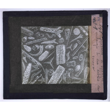 Les Conditions de la vie dans les eaux. Spicules d'éponges mélangés à des débris de coraux.