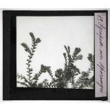 Les Plantes sans fleurs. Lycopode avec sporanges.
