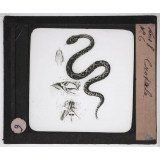 Reptiles et amphibiens. Crotale.