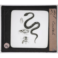 Reptiles et amphibiens. Crotale.