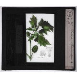 Les Plantes vénéneuses. Datura stramonium.