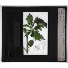 Les Plantes vénéneuses. Datura stramonium.