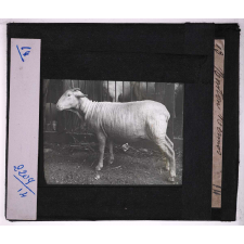 Races de bœufs, porcs, moutons. Mouton Merinos.