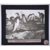 La Vie et les moeurs du pingouin Adélie. Un Adélie transportant une pierre dans son bec.