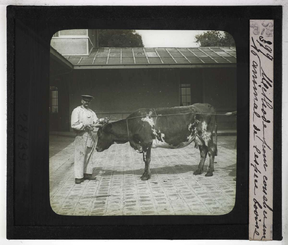 Les Principales maladies de l'espèce bovine. Méthode pour coucher un animal de l'espèce bovine.